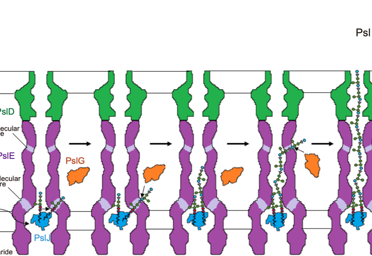 医学部倪冬春副教授团队在Nature Communications和Cell Discovery发表病原微生物大分子机器相关研究成果