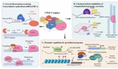 From mRNA 3′ processing to genome defense: the CPSF complex in transcription-replication conflict and cancer