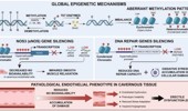 Epigenetic and DNA-repair programs in corpus cavernosum endothelium: genome stability and erectile dysfunction