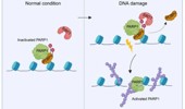 Licensing the first responder: PCBP1 controls PARP1 activation