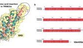 Computational structure-based screening identifies potential inhibitors of TRIM33α
