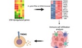 Repurposing Lerociclib against TREM2 in Helicobacter pylori infection associated stomach adenocarcinoma: a transcriptomics driven drug repurposing approach
