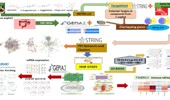 Uncovering the therapeutic potential of Commiphora wightii phytochemicals in colorectal cancer through network pharmacology, survival, immune infiltration, and molecular docking