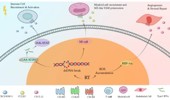 Chemokines bridge immune activation and tumor escape in radiotherapy