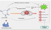 Circular RNAs at the crossroads of oxidative stress: novel targets for precision therapeutics